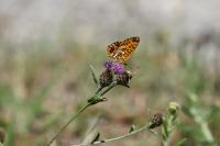 Boloria selene