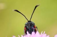 Zygaena transalpina