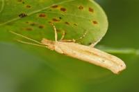 Ypsolopha ustella