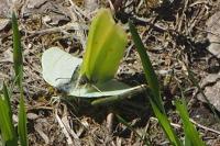 Gonepteryx rhamni