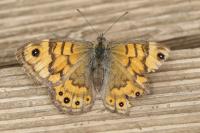 Lasiommata megera