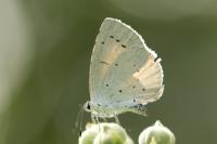 Celastrina argiolus