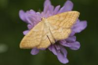 Idaea ochrata