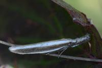 Pleurota aristella