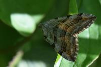 Aplocera