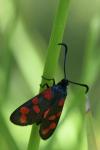 Zygaena filipendulae