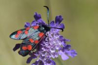 Zygaena filipendulae