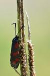 Zygaena filipendulae