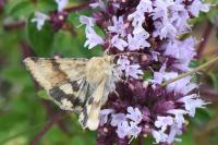 Heliothis viriplaca