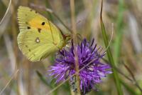 Colias crocea