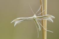 Merrifieldia baliodactyla