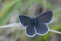 Cupido minimus