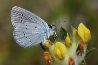 Cupido minimus