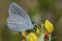 Cupido minimus