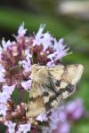 Heliothis viriplaca