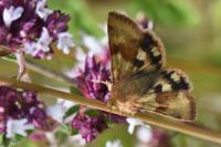 Heliothis viriplaca