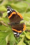 Vanessa atalanta