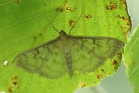Patania ruralis