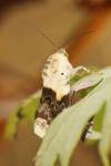 Acontia lucida