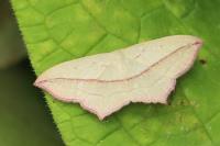 Timandra comae