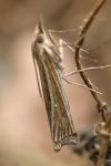Ancylolomia tentaculella
