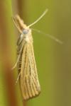 Agriphila straminella