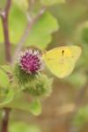 Colias crocea