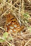Issoria lathonia