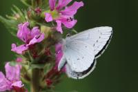 Celastrina argiolus