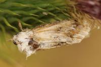 Eremobia ochroleuca