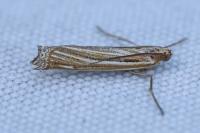 Ancylolomia tentaculella