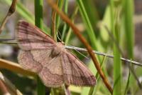 Scopula rubiginata
