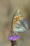 Argynnis paphia