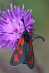 Zygaena loti