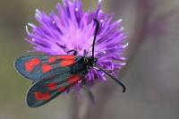 Zygaena loti