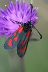 Zygaena loti