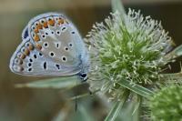Polyommatus icarus
