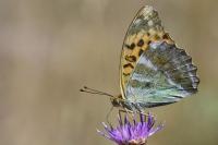 Argynnis paphia