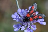 Zygaena sarpedon