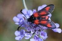 Zygaena sarpedon