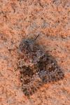 Hecatera dysodea
