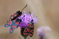 Zygaena carniolica