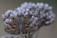 Erynnis tages