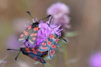 Zygaena carniolica