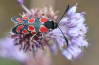 Zygaena carniolica