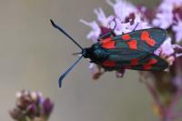 Zygaena filipendulae