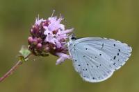 Celastrina argiolus