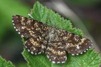 Ematurga atomaria