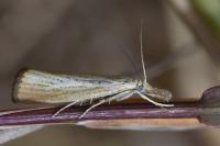 Agriphila straminella