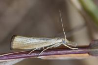 Agriphila straminella